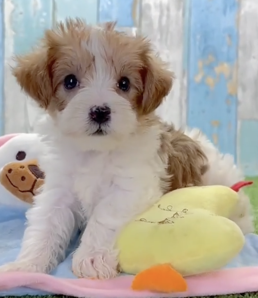 apricot and white yorkie poo sitting on a pile of toys